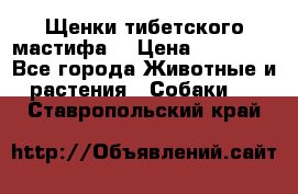 Щенки тибетского мастифа. › Цена ­ 30 000 - Все города Животные и растения » Собаки   . Ставропольский край